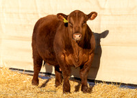 Bull 2053 FQ