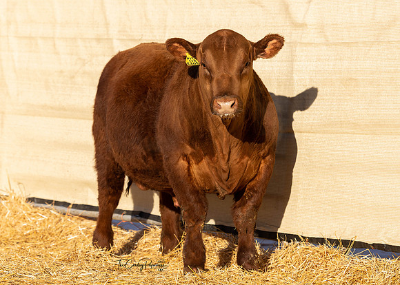 Bull 2053 FQ