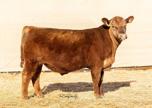 Bull 2149