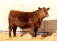 Bull 2021 FQ