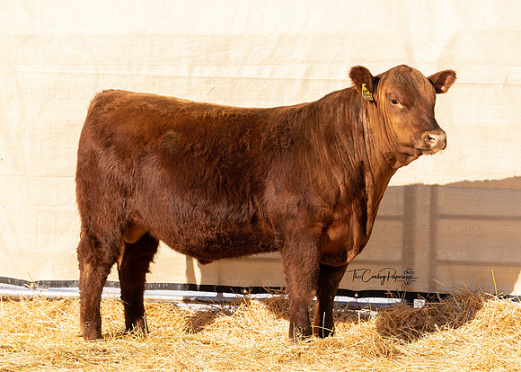 Bull 2021 FQ