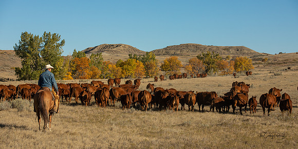 J__Fall Gather 2, LRA Weaning Sep2021, 18x24 - 5144-