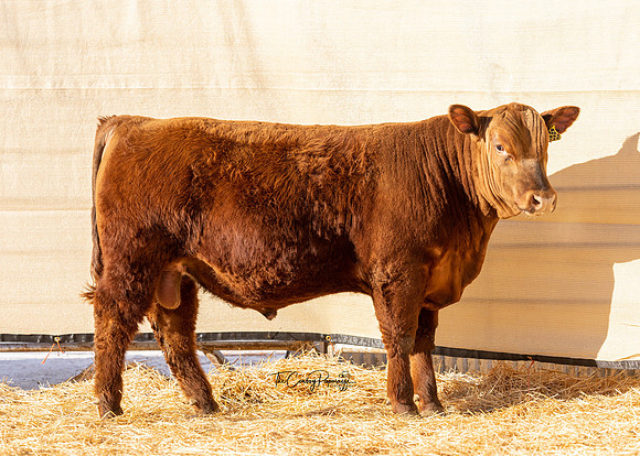 Bull 2135