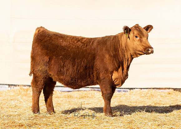 Lot 214, Heifer 2175