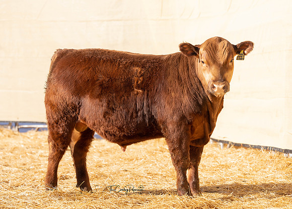 Bull 2084