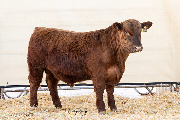 Bull 2151 FQ