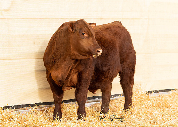 Bull 2153 FQ