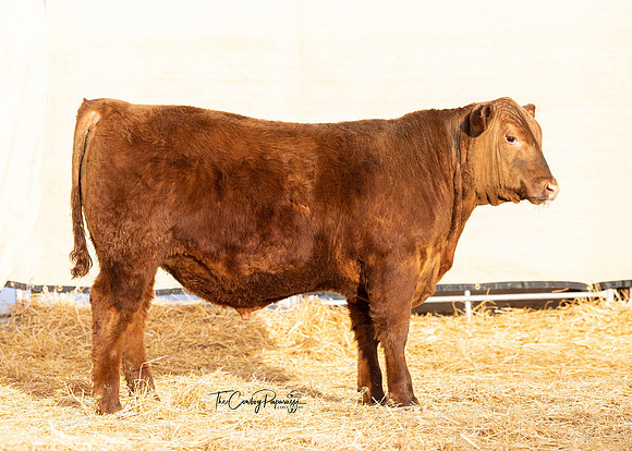 Bull 2264