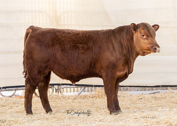 Bull 2163