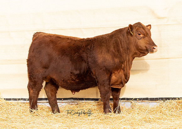 Bull 2153