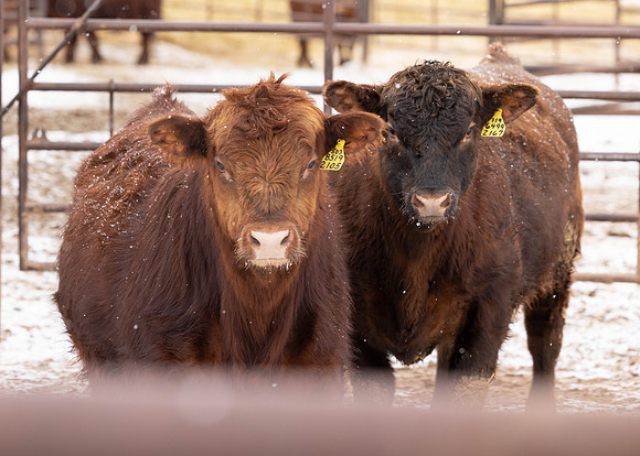 2023 Nichols Cattle Services-3617