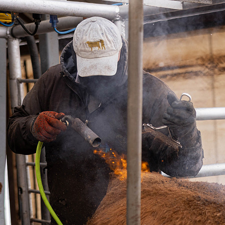 2023 Nichols Cattle Services-3665