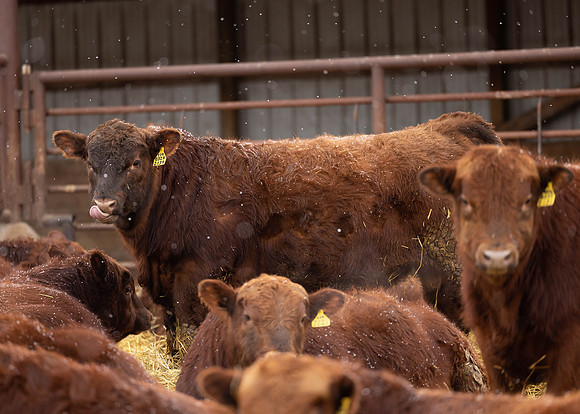 2023 Nichols Cattle Services-3654