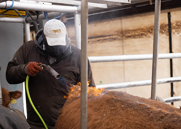 2023 Nichols Cattle Services-3667