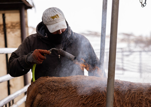 2023 Nichols Cattle Services-3758