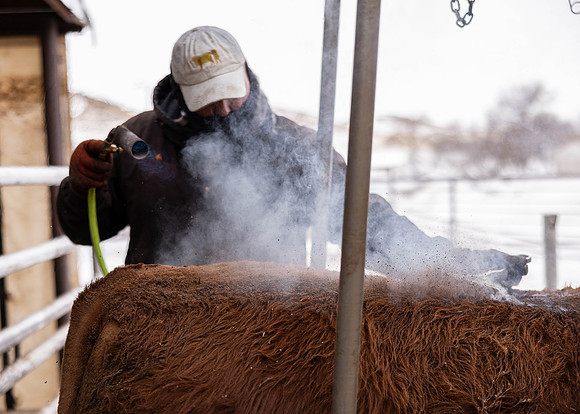 2023 Nichols Cattle Services-3757