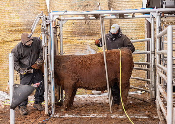 2023 Nichols Cattle Services-3767