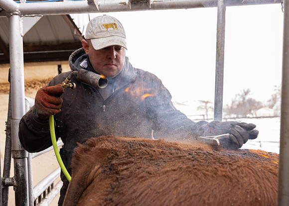 2023 Nichols Cattle Services-3825