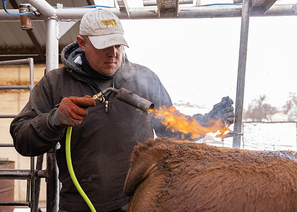 2023 Nichols Cattle Services-3826