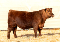 Bull 2015