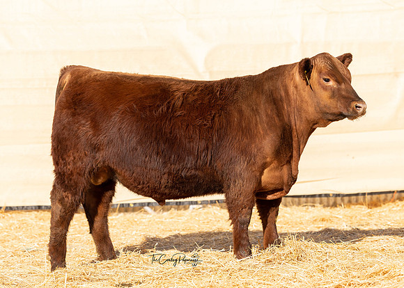 Bull 2015