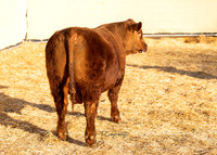 Bull 2053 RQ.2