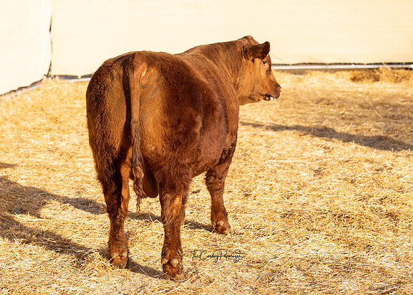 Bull 2053 RQ.2