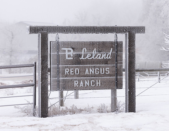 C__2023_1_16 Frosty Cows--3