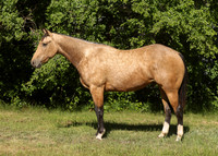 2026 Buckskin Colt-8716-2