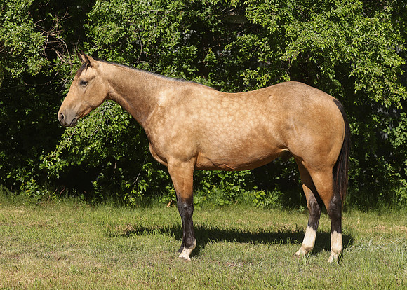 2026 Buckskin Colt-8716-2