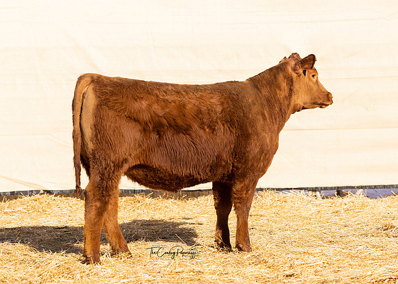 Lot 204, Heifer 2059-