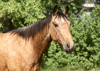 2026 Buckskin Colt-8734