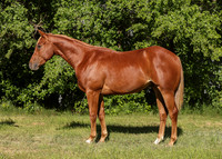 2026 Sorrel Colt-8509-2jpg