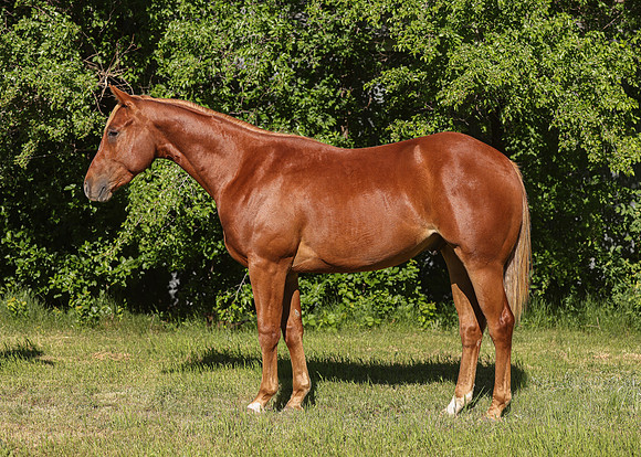 2026 Sorrel Colt-8509-2jpg
