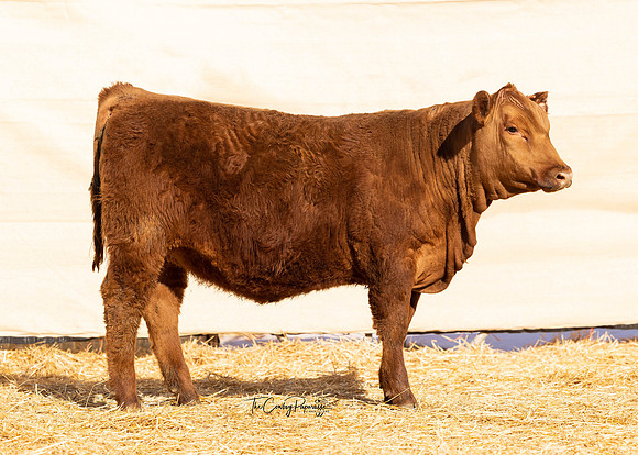 Lot 214 B, Heifer 2175