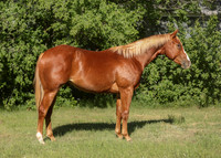 2026 Sorrel Colt-8539-3