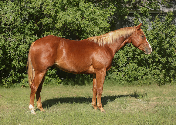 2026 Sorrel Colt-8539-3