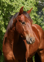 2026 Chestnut Colt-8834