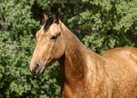 2026 Buckskin Colt-8774-3