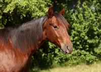 2026 Chestnut Colt-8856