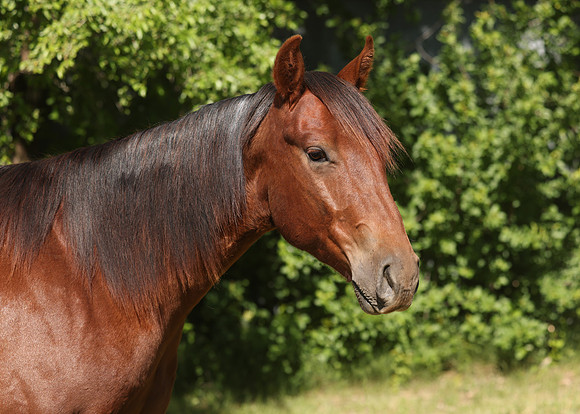 2026 Chestnut Colt-8856