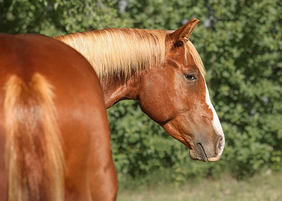 2026 Sorrel Colt-8693-3