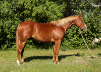 2026 Sorrel Colt-8539