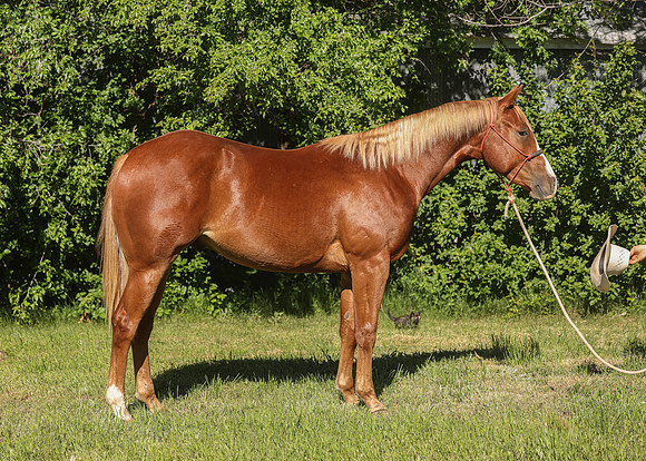 2026 Sorrel Colt-8539