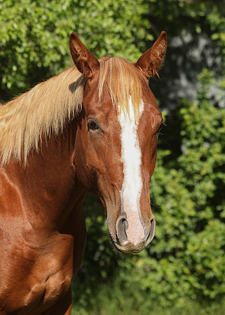 2026 Sorrel Colt-8618-2
