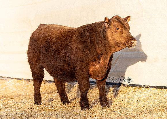 Bull 2189 FQ
