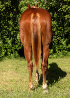 2026 Sorrel Colt-8648-2