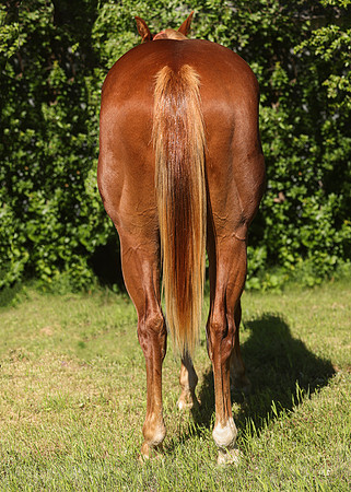 2026 Sorrel Colt-8648-2