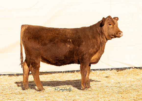 Lot 213, Heifer 2016