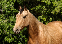 2026 Buckskin Colt-8774-2